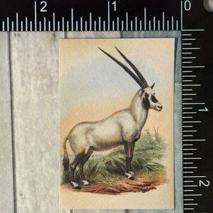 🌀10/$10🌀 Classic Hoofed Beasts Reusable Washi Sticker Decal